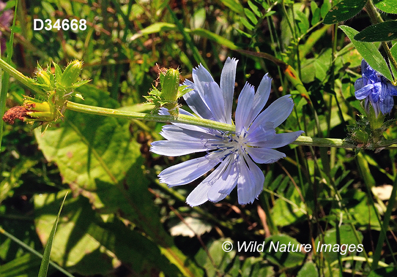 Chicory (Cichorium intybus)